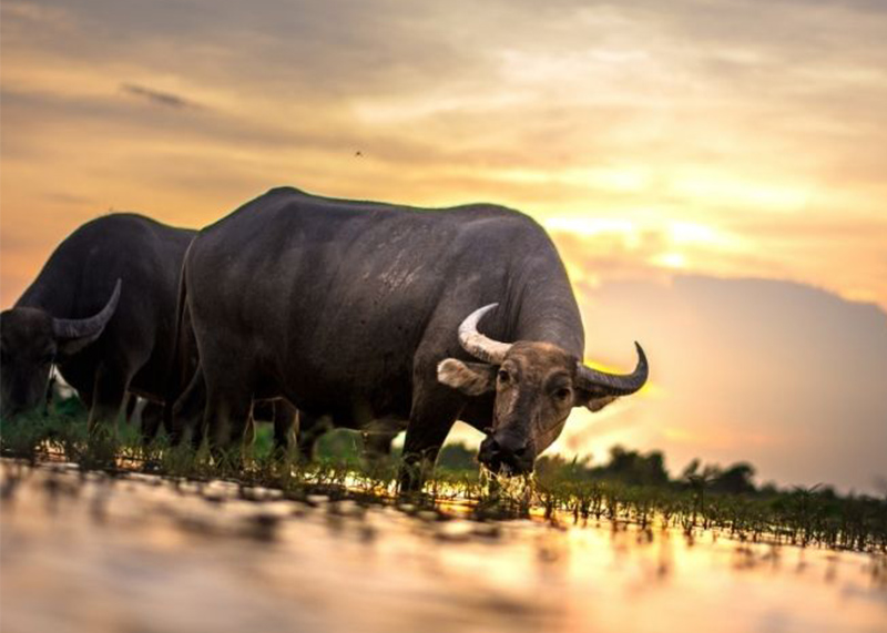 בופאלו - חיית טוטם