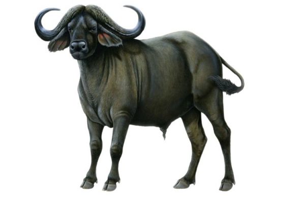 בופאלו - חיית טוטם