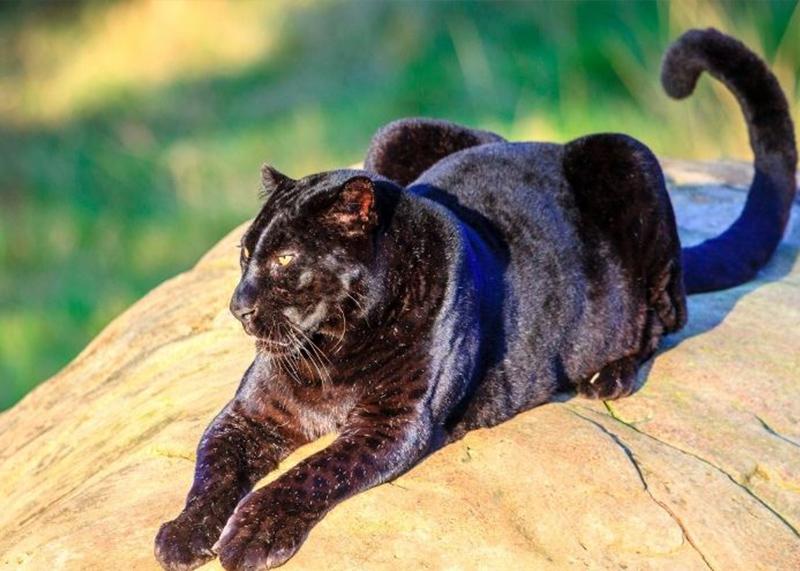 פנתרה שחורה &ndash; חיית טוטם