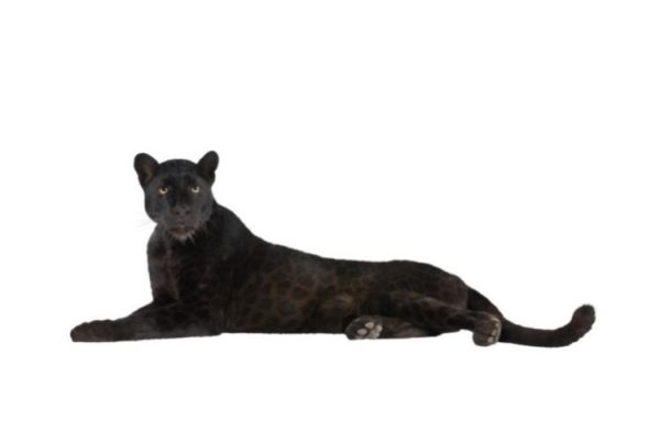 פנתרה שחורה &ndash; חיית טוטם

	&nbsp;