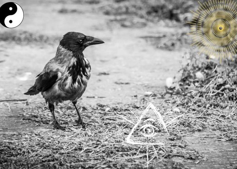 עורב אפור &ndash; חיית טוטם