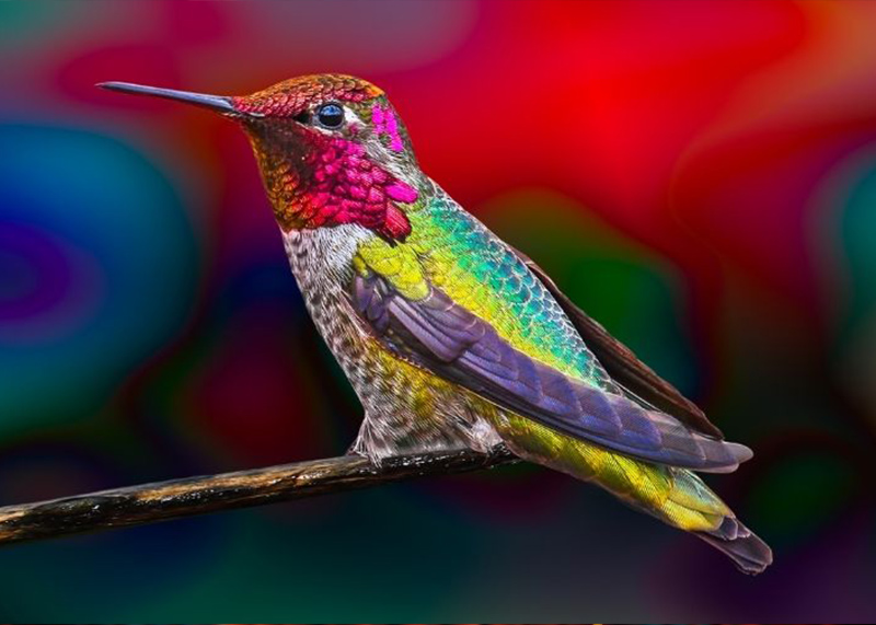 יונק הדבש &ndash; חיית טוטם