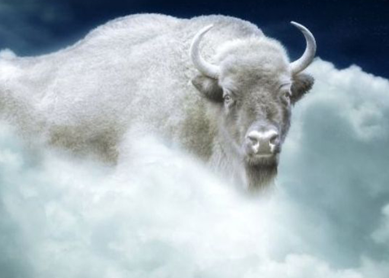 אשת הבאפלו הלבנה