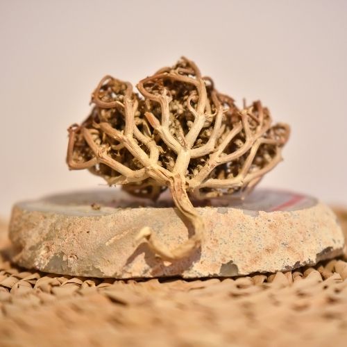 שושנת המדבר - שושנת יריחו